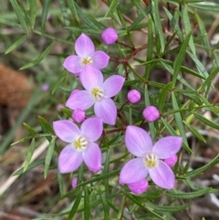 Boronia pinnata at Vincentia, NSW - 3 Sep 2023 by Tapirlord