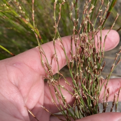 Unidentified Other Wildflower or Herb at Vincentia, NSW - 3 Sep 2023 by Tapirlord