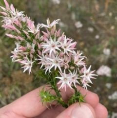 Sprengelia incarnata (Pink Swamp-heath) at Vincentia, NSW - 3 Sep 2023 by Tapirlord