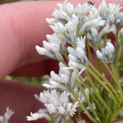 Conospermum ericifolium at Vincentia, NSW - 3 Sep 2023 by Tapirlord