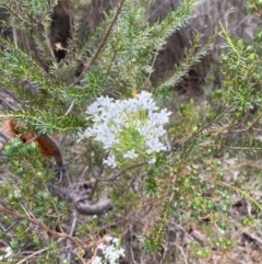 Conospermum ericifolium at Vincentia, NSW - 3 Sep 2023 11:23 AM