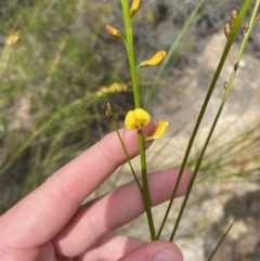 Viminaria juncea (Golden Spray) at Vincentia, NSW - 3 Sep 2023 by Tapirlord