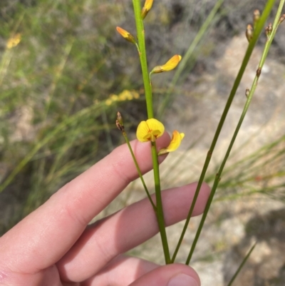 Viminaria juncea (Golden Spray) at Vincentia, NSW - 3 Sep 2023 by Tapirlord