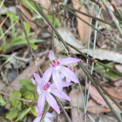 Caladenia hillmanii (Purple Heart Orchid) at Vincentia, NSW - 3 Sep 2023 by Tapirlord