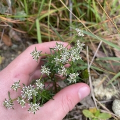 Poranthera ericifolia at Vincentia, NSW - 3 Sep 2023 by Tapirlord