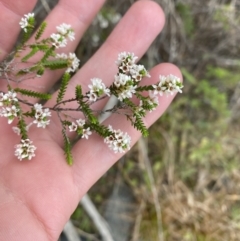 Micromyrtus ciliata (Fringed Heath-myrtle) at Vincentia, NSW - 3 Sep 2023 by Tapirlord