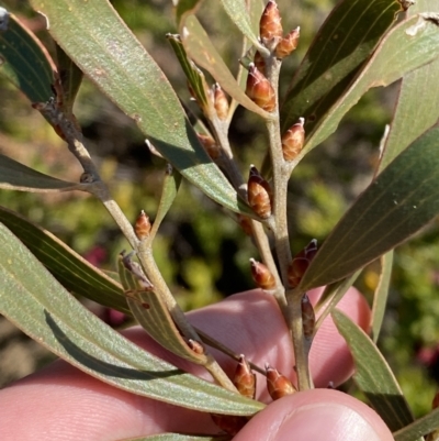 Hakea dactyloides (Finger Hakea) at Boolijah, NSW - 3 Sep 2023 by Tapirlord