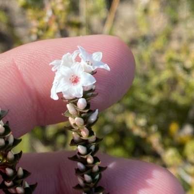 Epacris microphylla (Coral Heath) at Boolijah, NSW - 3 Sep 2023 by Tapirlord