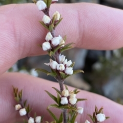 Boronia rigens (Stiff Boronia) at Boolijah, NSW - 3 Sep 2023 by Tapirlord