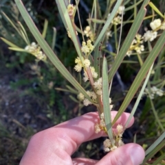 Acacia suaveolens (Sweet Wattle) at Boolijah, NSW - 3 Sep 2023 by Tapirlord