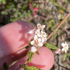 Commersonia hermanniifolia (Wrinkled Kerrawang) at Boolijah, NSW - 3 Sep 2023 by Tapirlord