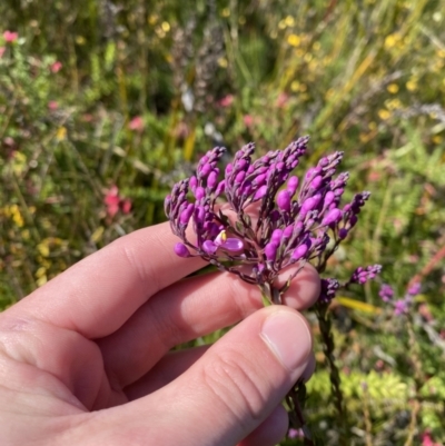 Comesperma ericinum (Heath Milkwort) at Boolijah, NSW - 3 Sep 2023 by Tapirlord