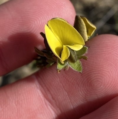 Gompholobium glabratum (Dainty Wedge Pea) at Sassafras, NSW - 2 Sep 2023 by Tapirlord