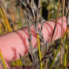 Lepidosperma urophorum (Tailed Rapier-sedge) at Sassafras, NSW - 2 Sep 2023 by Tapirlord