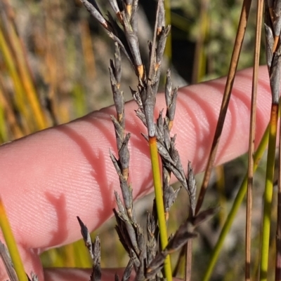 Lepidosperma urophorum (Tailed Rapier-sedge) at Sassafras, NSW - 3 Sep 2023 by Tapirlord
