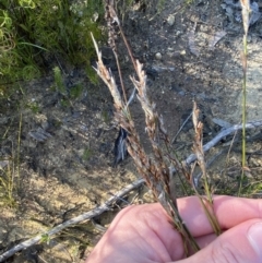 Lepyrodia scariosa (Chaffy Scale-rush) at Sassafras, NSW - 2 Sep 2023 by Tapirlord