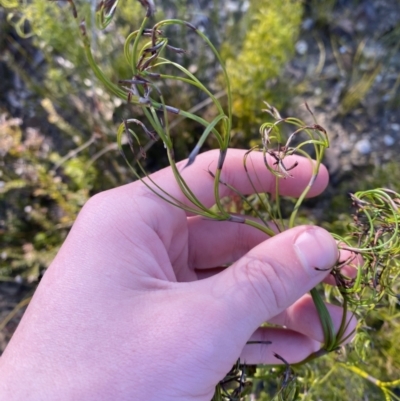 Caustis flexuosa (Curly Wigs) at Sassafras, NSW - 2 Sep 2023 by Tapirlord