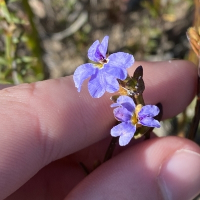 Dampiera stricta (Blue Dampiera) at Sassafras, NSW - 3 Sep 2023 by Tapirlord