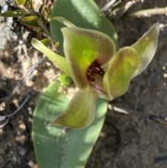 Chiloglottis chlorantha (Wollongong Bird Orchid) at Sassafras, NSW - 2 Sep 2023 by Tapirlord