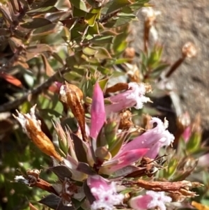 Leucopogon neoanglicus at Sassafras, NSW - 3 Sep 2023 09:41 AM