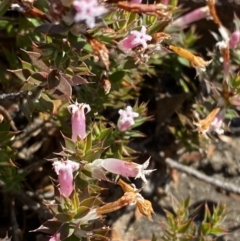 Leucopogon neoanglicus at Sassafras, NSW - 3 Sep 2023 09:41 AM