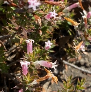Leucopogon neoanglicus at Sassafras, NSW - 3 Sep 2023 09:41 AM