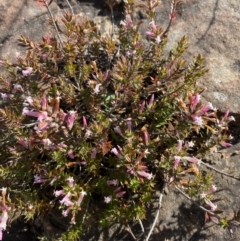 Leucopogon neoanglicus at Sassafras, NSW - 3 Sep 2023 09:41 AM