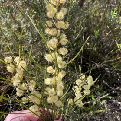 Acacia elongata (Swamp Wattle) at Sassafras, NSW - 2 Sep 2023 by Tapirlord