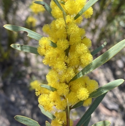 Acacia hamiltoniana at Sassafras, NSW - 2 Sep 2023 by Tapirlord