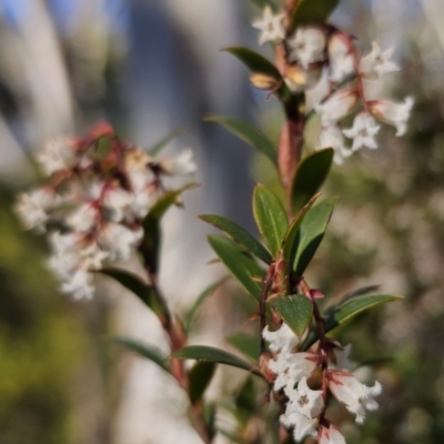 Leucopogon gelidus at Captains Flat, NSW - 6 Sep 2023 by Csteele4