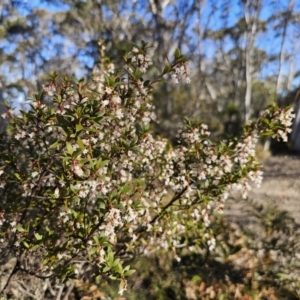 Leucopogon gelidus at Captains Flat, NSW - 6 Sep 2023 03:31 PM