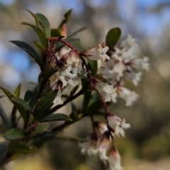 Leucopogon gelidus at Captains Flat, NSW - 6 Sep 2023 03:31 PM