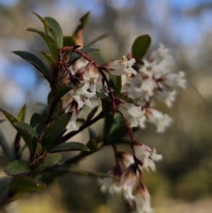 Leucopogon gelidus at Captains Flat, NSW - 6 Sep 2023 03:31 PM