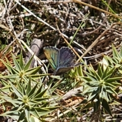 Paralucia crosbyi (Violet Copper Butterfly) by Csteele4