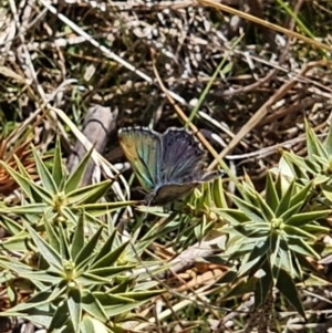 Paralucia crosbyi at Captains Flat, NSW - 4 Sep 2023