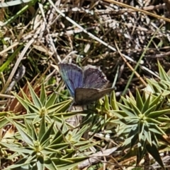 Paralucia crosbyi at Captains Flat, NSW - 4 Sep 2023