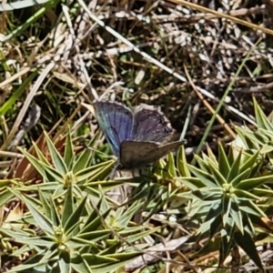 Paralucia crosbyi at Captains Flat, NSW - 4 Sep 2023