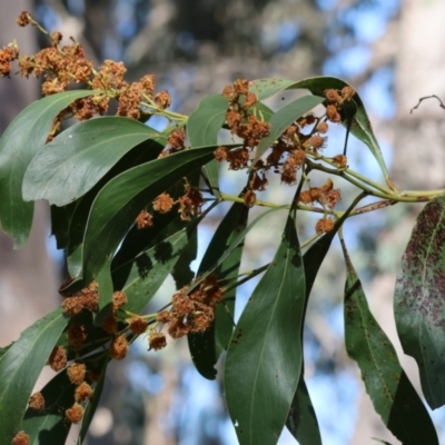 Acacia pycnantha (Golden Wattle) at Wodonga, VIC - 6 Sep 2023 by KylieWaldon