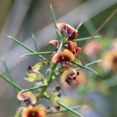 Daviesia genistifolia (Broom Bitter Pea) at Wodonga, VIC - 6 Sep 2023 by KylieWaldon