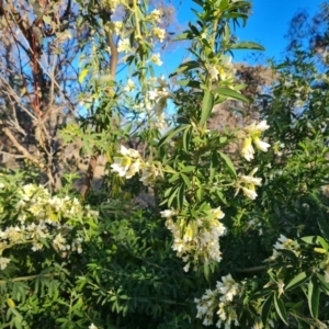 Chamaecytisus palmensis at Symonston, ACT - 6 Sep 2023