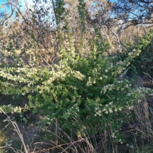 Chamaecytisus palmensis at Symonston, ACT - 6 Sep 2023