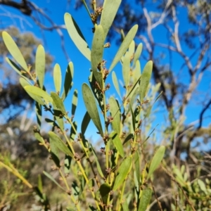 Daviesia mimosoides subsp. mimosoides at Jerrabomberra, ACT - 6 Sep 2023