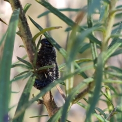 Perga sp. (genus) (Sawfly or Spitfire) at Isaacs Ridge - 6 Sep 2023 by Mike