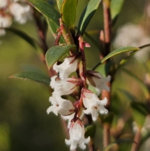 Leucopogon gelidus at Captains Flat, NSW - 6 Sep 2023