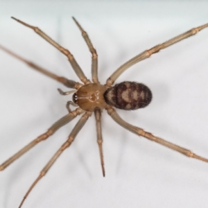 Steatoda grossa at Jerrabomberra, NSW - 5 Sep 2023 01:48 PM