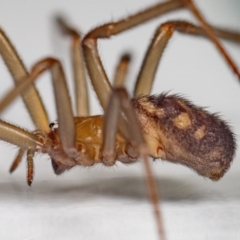 Steatoda grossa at Jerrabomberra, NSW - 5 Sep 2023 01:48 PM