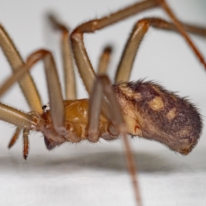 Steatoda grossa at Jerrabomberra, NSW - 5 Sep 2023 01:48 PM