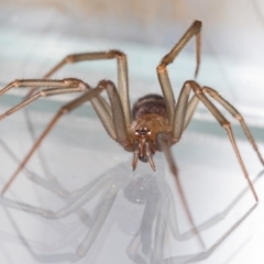 Steatoda grossa at Jerrabomberra, NSW - 5 Sep 2023 01:48 PM