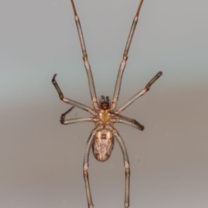 Steatoda grossa at Jerrabomberra, NSW - 5 Sep 2023 01:48 PM