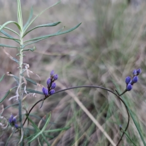 Comesperma volubile at Captains Flat, NSW - 6 Sep 2023